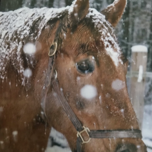 Meet your Posher, Eliza - Picture 1 of 1